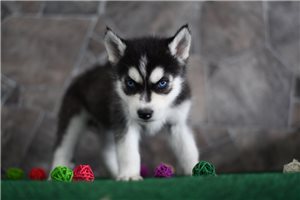 Mayhew - Siberian Husky for sale