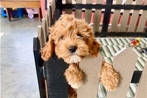 Vivian - Cavapoo for sale