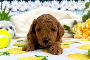 Weston - Cavapoo for sale
