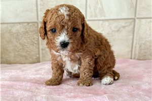 Kendall - Cavapoo for sale