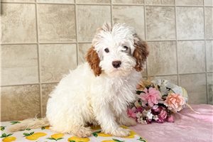 Maguire - Cavapoo for sale