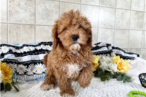Vivian - Cavapoo for sale