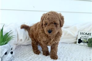 Wyatt - Cavapoo for sale
