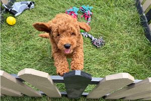 Wyatt - Cavapoo for sale