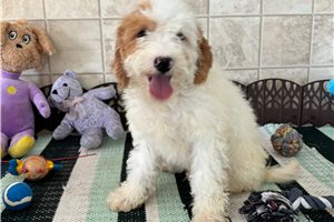 Fiddy - Cavapoo for sale