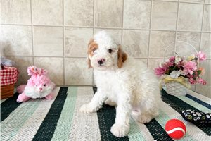 Fiddy - Cavapoo for sale