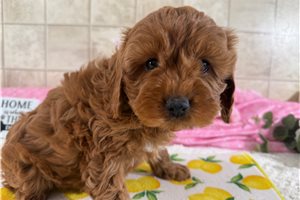 Vanessa - Cavapoo for sale