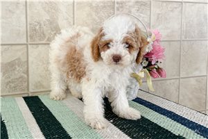 Fisher - puppy for sale