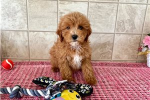 Felina - puppy for sale