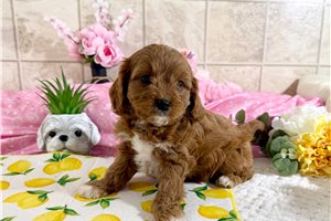 Valerie - Cavapoo for sale