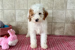 Fiddy - puppy for sale