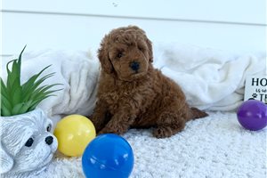 Weston - Cavapoo for sale