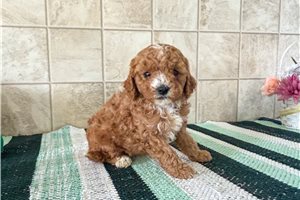 Kendall - puppy for sale