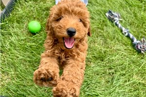 Weston - Cavapoo for sale
