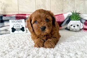 Journey - Cavapoo for sale
