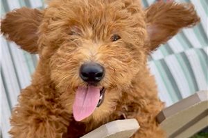 Wyatt - Cavapoo for sale