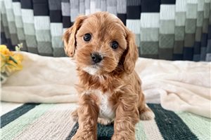 Tara - puppy for sale