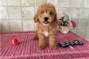 Felicity - puppy for sale