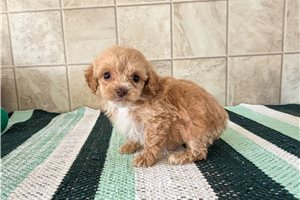 Kyra - puppy for sale