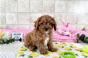 Tonya - Cavapoo for sale