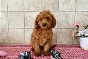 Evelyn - Cavapoo for sale