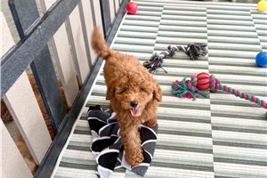 Weston - Cavapoo for sale