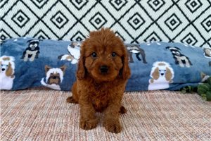 Junior - Cavapoo for sale