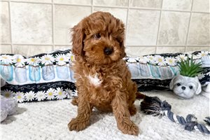 Vanessa - Cavapoo for sale