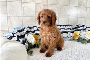 Victoria - Cavapoo for sale