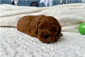 Journey - puppy for sale