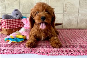 Nelly - Cavapoo for sale