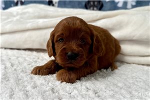 Josie - Cavapoo for sale