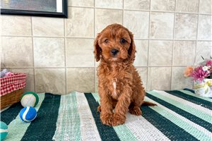 Nelly - puppy for sale