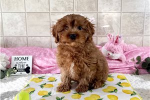 Tommy - Cavapoo for sale