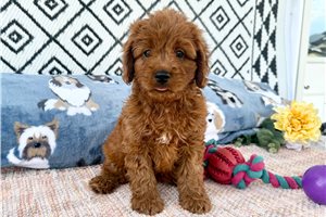 Josie - puppy for sale