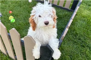 Montana - puppy for sale