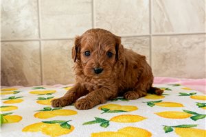 Evelyn - Cavapoo for sale