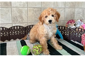 Febe - puppy for sale