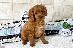 Victoria - Cavapoo for sale
