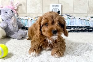 Valerie - Cavapoo for sale