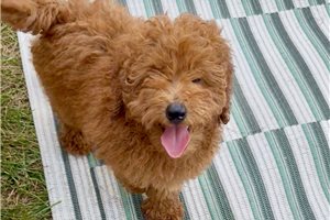 Weston - Cavapoo for sale