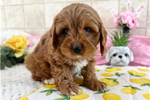 Vernon - Cavapoo for sale