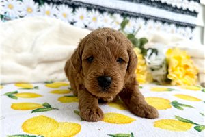 Wyatt - puppy for sale