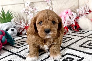 Vivian - Cavapoo for sale