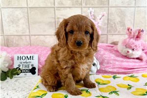 Victoria - Cavapoo for sale