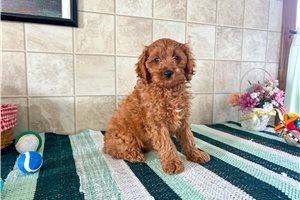 Nathan - Cavapoo for sale