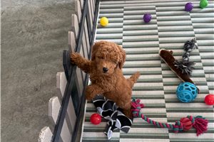 Wyatt - Cavapoo for sale