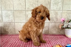 Elias - puppy for sale