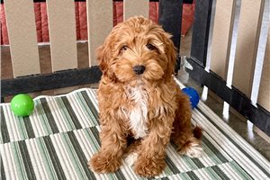 Vernon - Cavapoo for sale