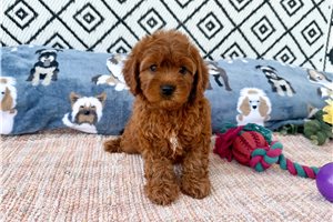 Journey - Cavapoo for sale